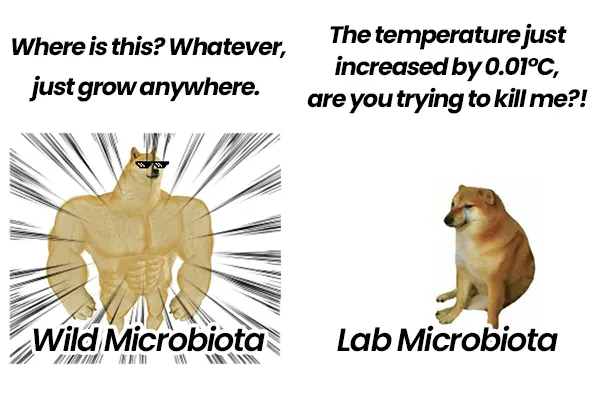 Bacteria culture meme